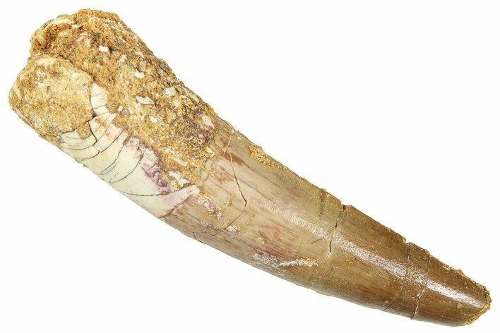 Fossil Spinosaurus Tooth - Real Fossil Tooth #372931